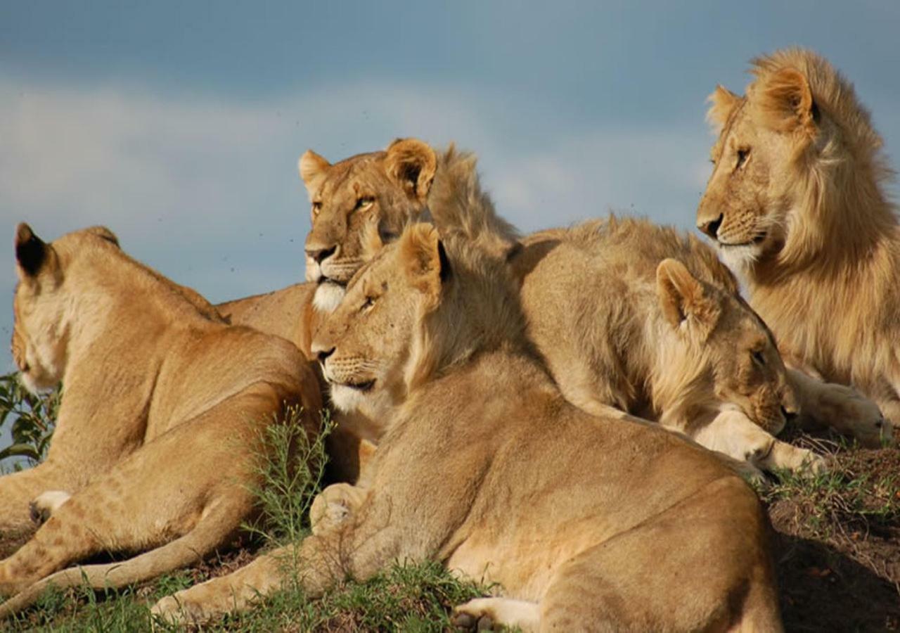 Aa Lodge Maasai Mara Talek Εξωτερικό φωτογραφία